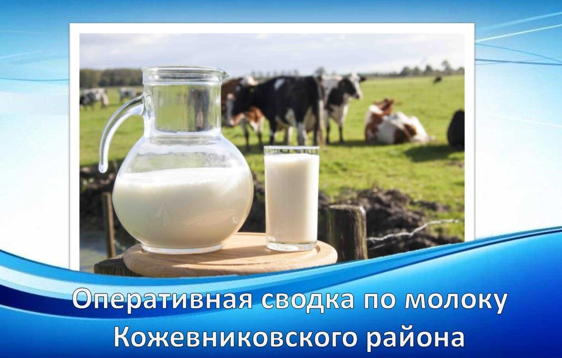 Оперативная сводка по молоку Кожевниковского района на 24 января